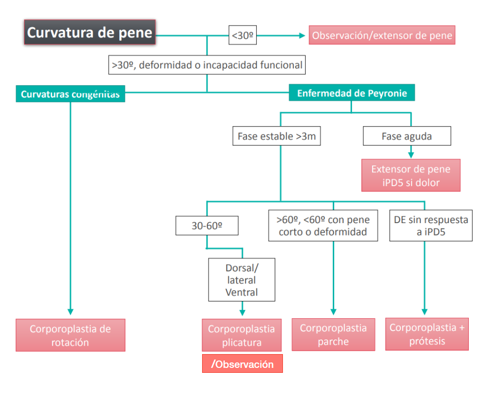 Curvaturas de pene. Enfermedad de Peyronie